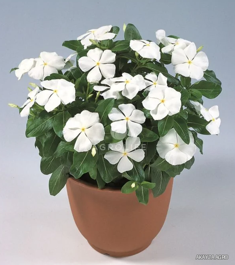 Victory Pure White — Катарантус, Sakata