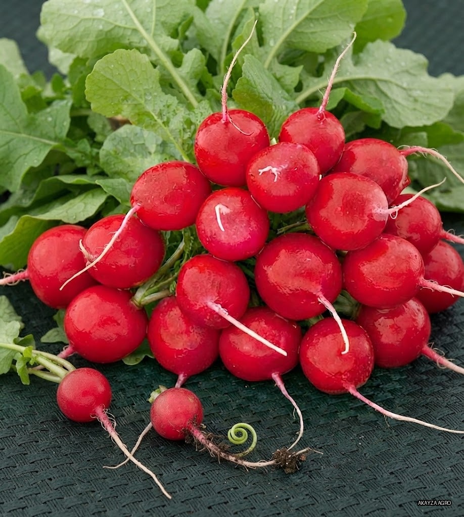 Cherry Belle — Редис, Vilmorin Mikado