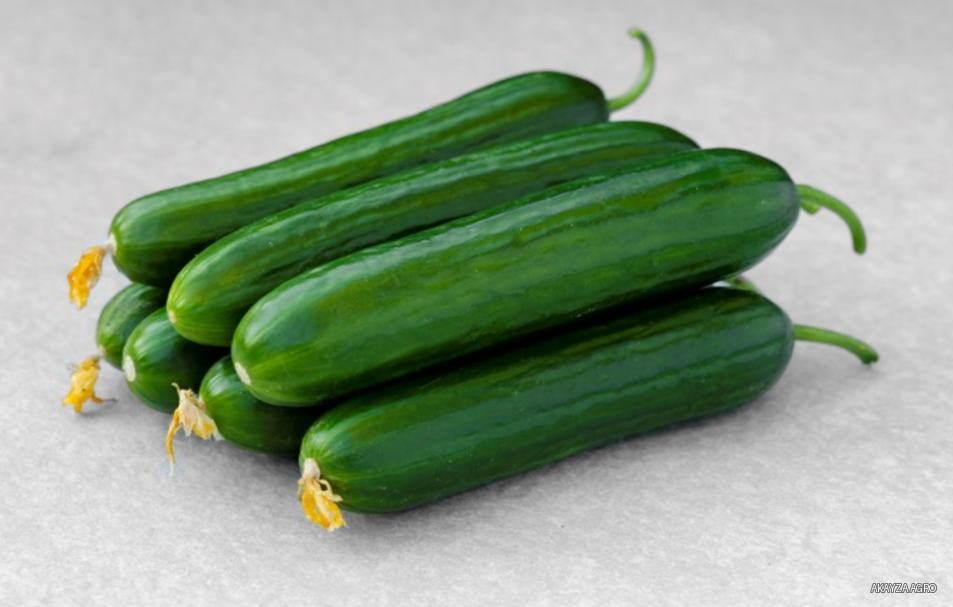 Stratos F1 — Огурец, Takii Seed