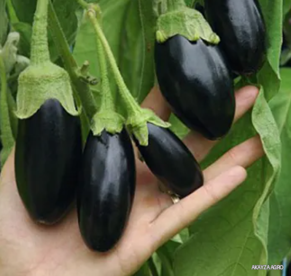 Picola F1 — Баклажан, Vilmorin Mikado