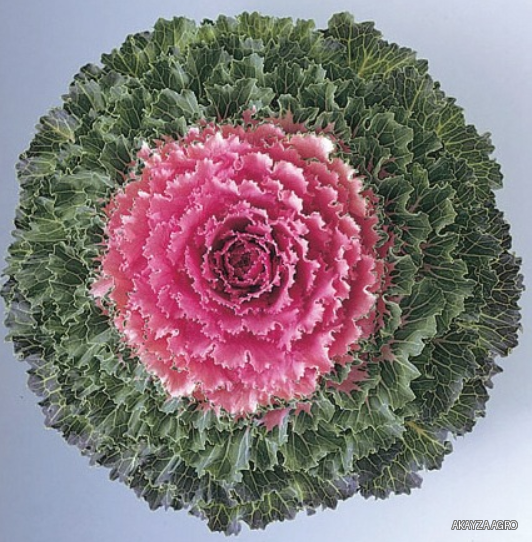 Songbird Pink F1 — Декоративная капуста, Takii Seed