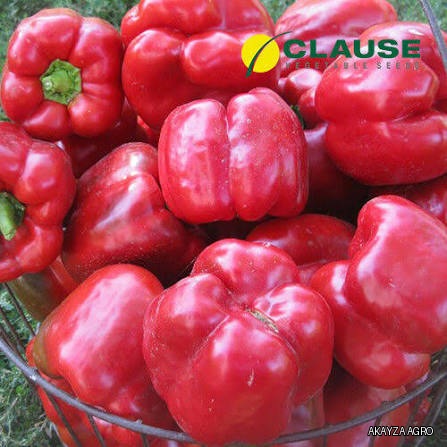 Hercules F1 — Перец, HM.CLAUSE