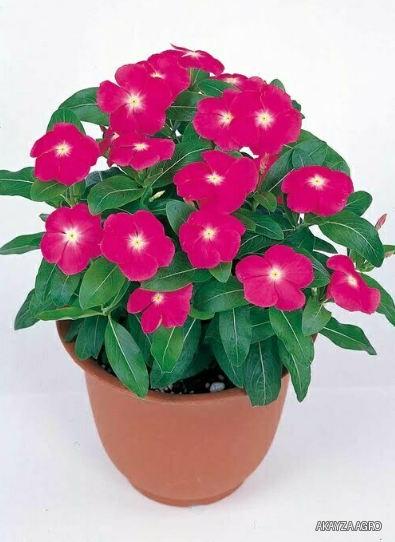 Victory Deep Pink — Катарантус, Sakata