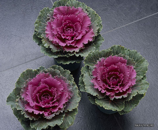 Songbird Red F1 — Декоративная капуста, Takii Seed