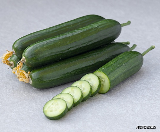 Alya (TECU516) F1 — Огурец, Takii Seed