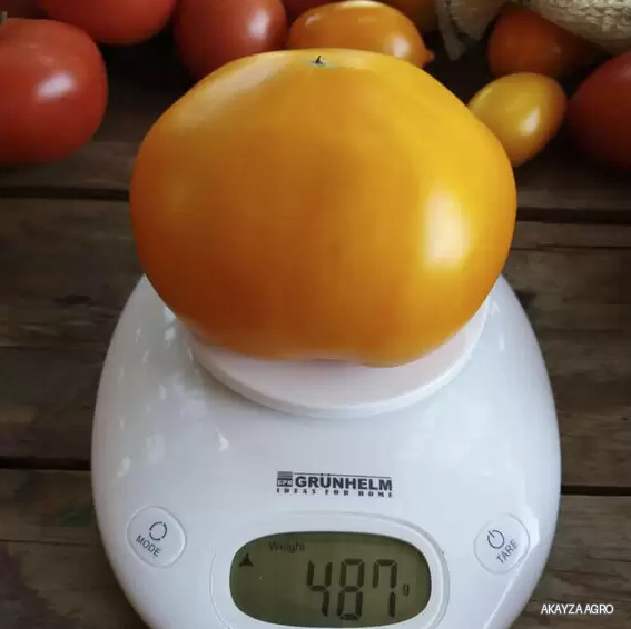 KS 10 F1 — Томат, Kitano Seeds
