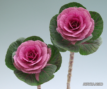 Crane Pink F1 — Декоративная капуста, Takii Seed