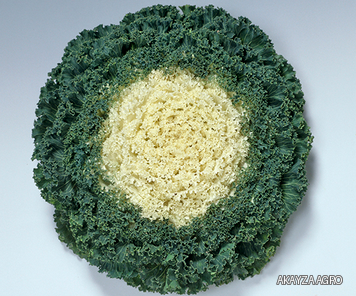 Kamome White F1 — Декоративная капуста, Takii Seed