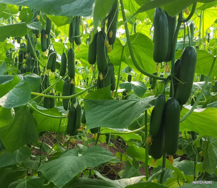 Elfida F1 — Огурец, E-Z Tohumculuk
