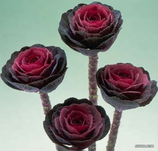 Crane Red F1 — Декоративная капуста, Takii Seed