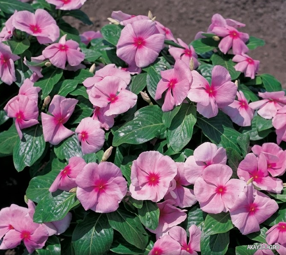 Victory Light Pink with Red Eye — Катарантус, Sakata